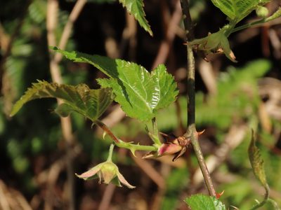 Rubus corchorifolius, photographed by chiuluan