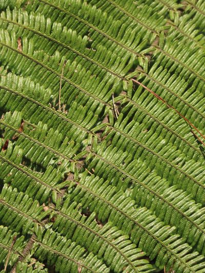 Diplopterygium chinense, photographed by chiuluan