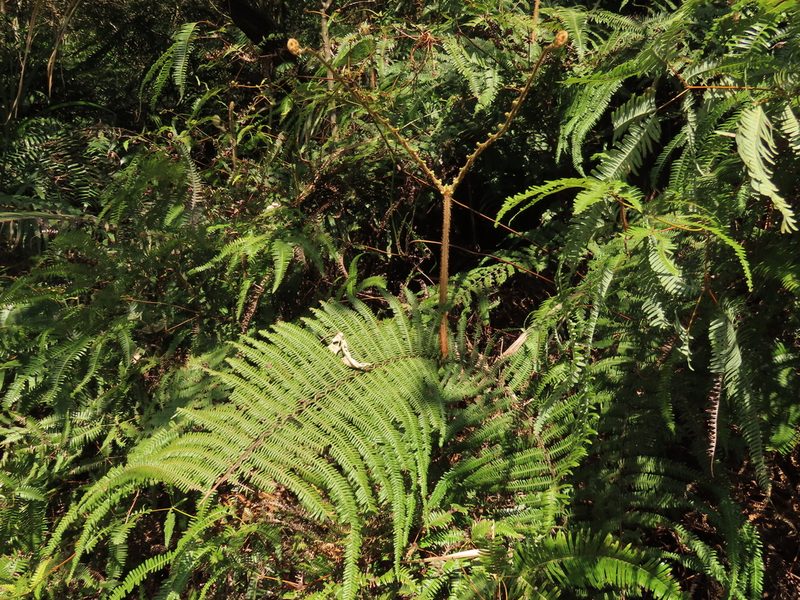 Diplopterygium chinense, photographed by chiuluan
