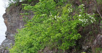 Malus mandshurica, photographed by Георгий Виноградов (Georgy Vinogradov)