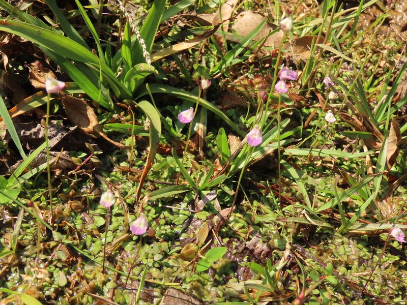 Utricularia livida, photographed by chiuluan