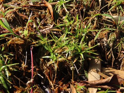 Eriocaulon truncatum, photographed by chiuluan