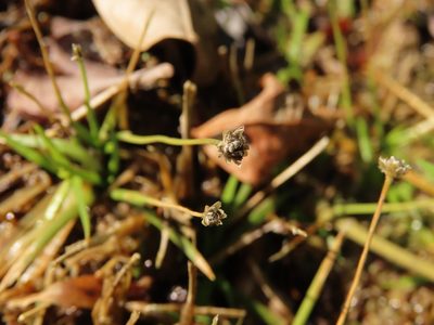 Eriocaulon truncatum, photographed by chiuluan