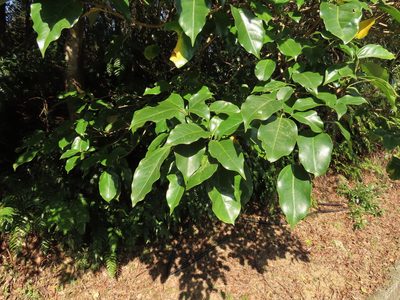 Dendropanax dentigerus, photographed by chiuluan