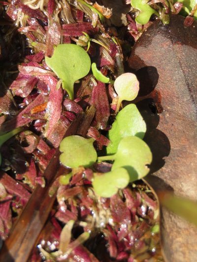 Utricularia tricolor, photographed by chiuluan