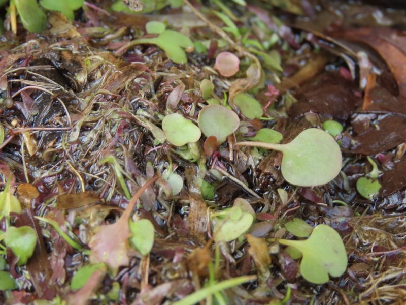 Utricularia tricolor, photographed by chiuluan
