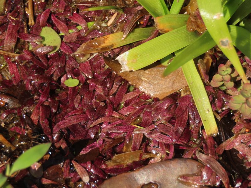 Utricularia smithiana, photographed by chiuluan