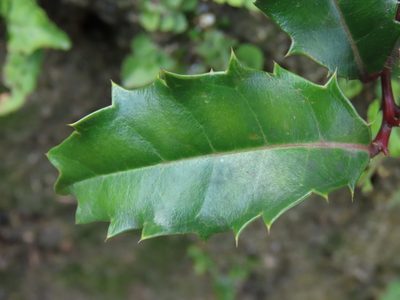 Itea oldhamii, photographed by chiuluan