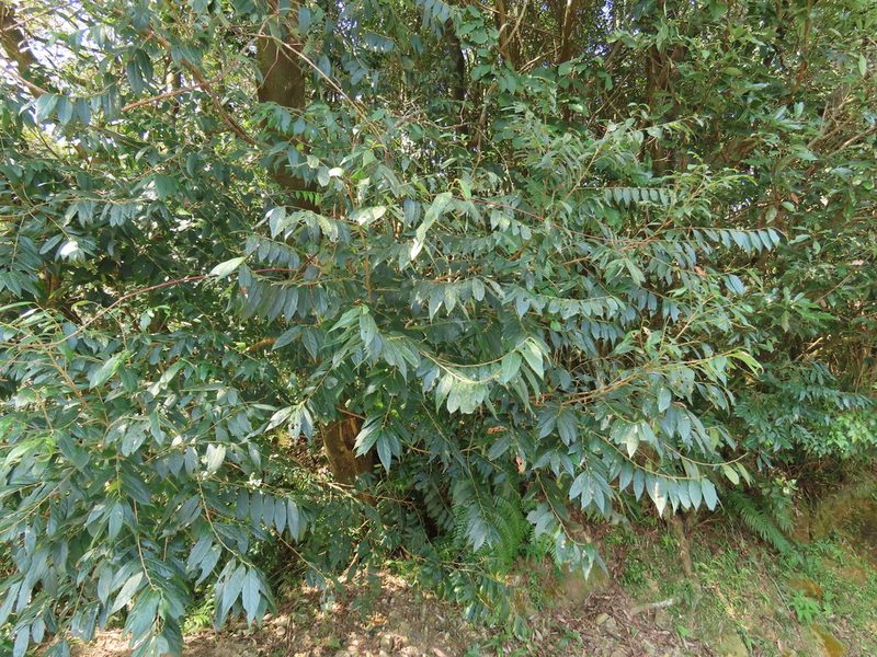 Glochidion acuminatum, photographed by chiuluan