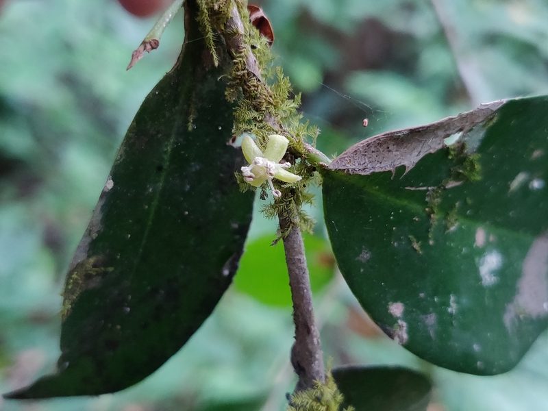 Drypetes wightii, photographed by T R Shankar Raman