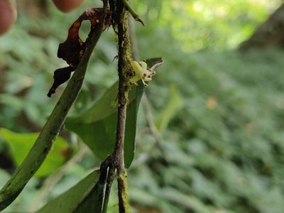 Drypetes wightii, photographed by T R Shankar Raman