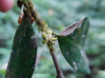 Drypetes wightii, photographed by T R Shankar Raman