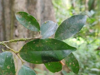 Drypetes wightii, photographed by T R Shankar Raman