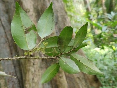 Drypetes wightii, photographed by T R Shankar Raman