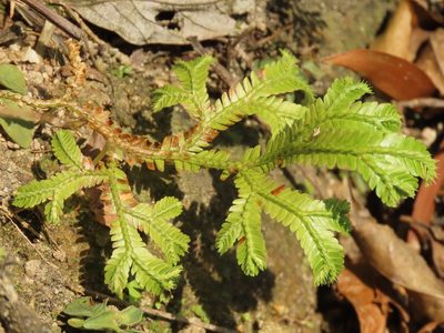 Selaginella doederleinii, photographed by chiuluan