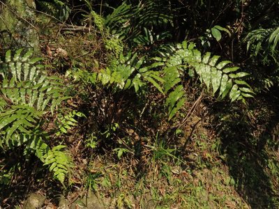 Gymnosphaera podophylla, photographed by chiuluan