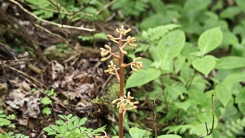 Cyrtosia septentrionalis, photographed by りなべる