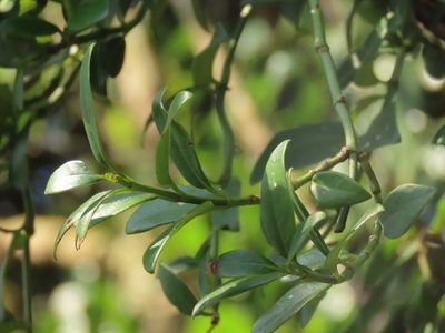 Psychotria serpens, photographed by chiuluan