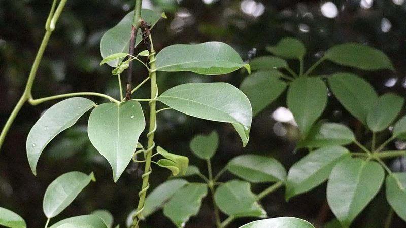 Stauntonia hexaphylla, photographed by りなべる
