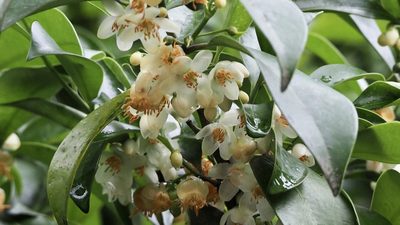 Cleyera japonica, photographed by りなべる