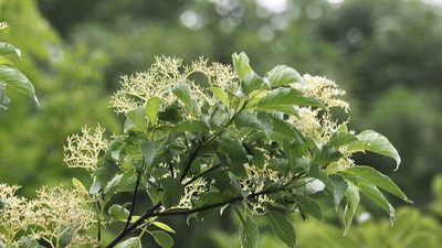 Cornus macrophylla, photographed by りなべる