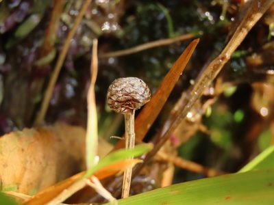 Eriocaulon sexangulare, photographed by chiuluan