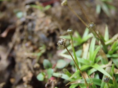 Eriocaulon truncatum, photographed by chiuluan