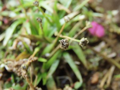 Eriocaulon truncatum, photographed by chiuluan