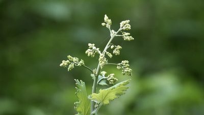 Macleaya cordata, photographed by りなべる