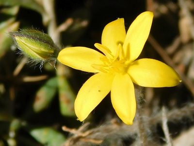 Hypoxis floccosa, photographed by Klaus Wehrlin