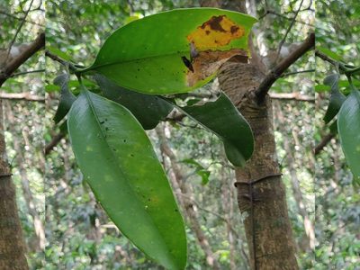 Garcinia talbotii, photographed by T R Shankar Raman