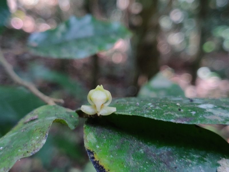 Orophea erythrocarpa, photographed by T R Shankar Raman