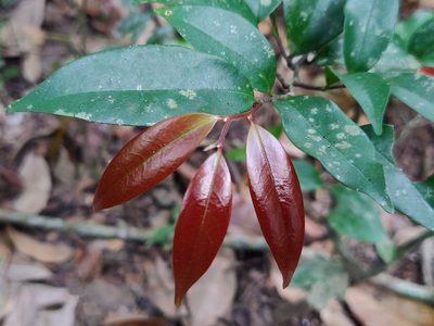Orophea thomsonii, photographed by T R Shankar Raman
