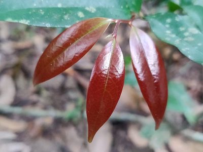 Orophea thomsonii, photographed by T R Shankar Raman