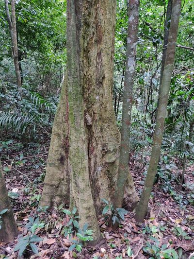 Anacolosa densiflora, photographed by T R Shankar Raman