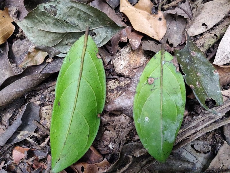 Anacolosa densiflora, photographed by T R Shankar Raman