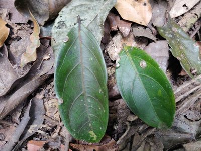 Anacolosa densiflora, photographed by T R Shankar Raman