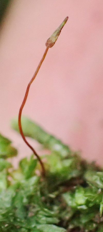 Thamniopsis utacamundiana, photographed by Nicola van Berkel