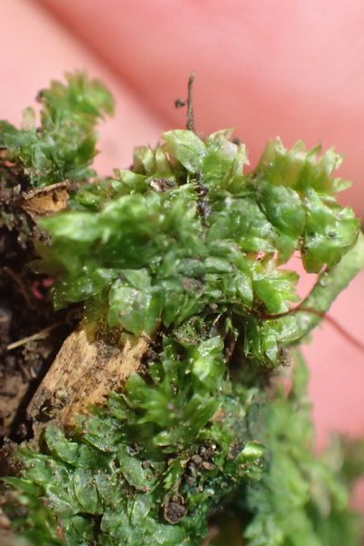 Thamniopsis utacamundiana, photographed by Nicola van Berkel
