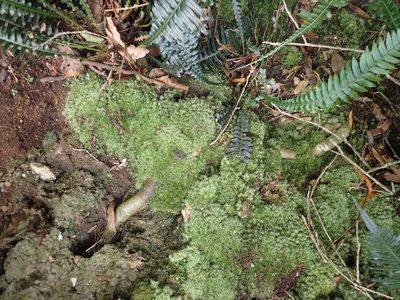 Leucobryum rehmannii, photographed by Nicola van Berkel