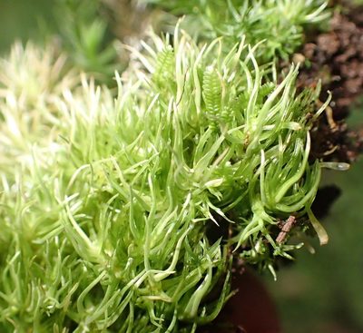 Leucobryum rehmannii, photographed by Nicola van Berkel