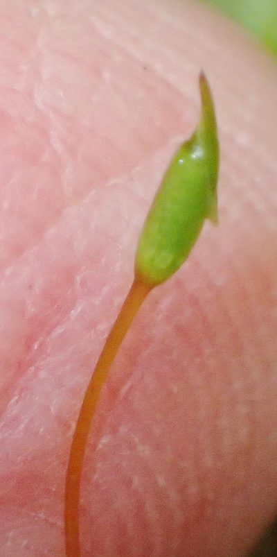 Palamocladium leskeoides, photographed by Nicola van Berkel