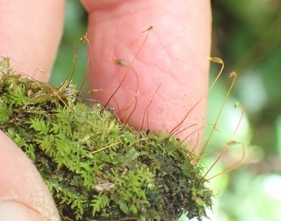 Pelekium versicolor, photographed by Nicola van Berkel
