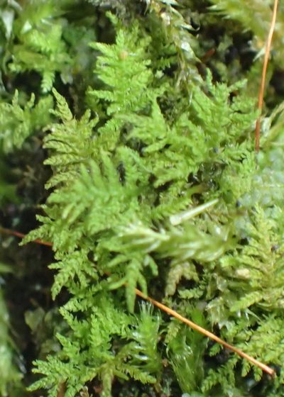 Pelekium versicolor, photographed by Nicola van Berkel