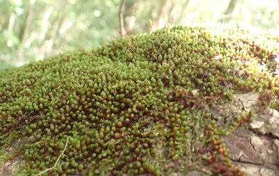Schlotheimia rufopallens, photographed by Nicola van Berkel