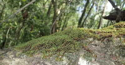 Schlotheimia rufopallens, photographed by Nicola van Berkel