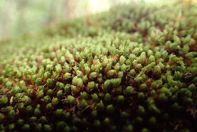 Schlotheimia rufopallens, photographed by Nicola van Berkel