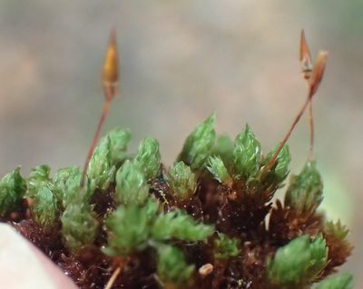 Schlotheimia rufopallens, photographed by Nicola van Berkel