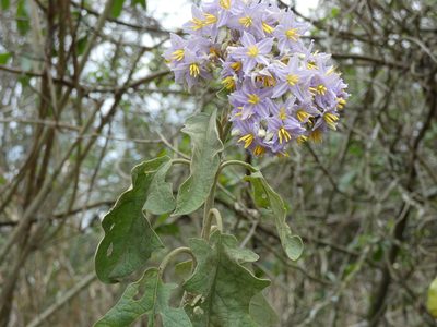 Solanum paniculatum, photographed by Helio Lourencini