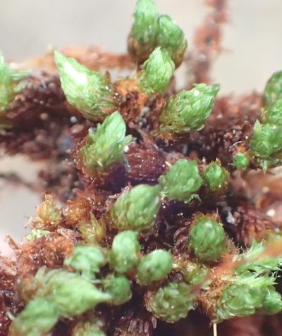 Schlotheimia rufopallens, photographed by Nicola van Berkel